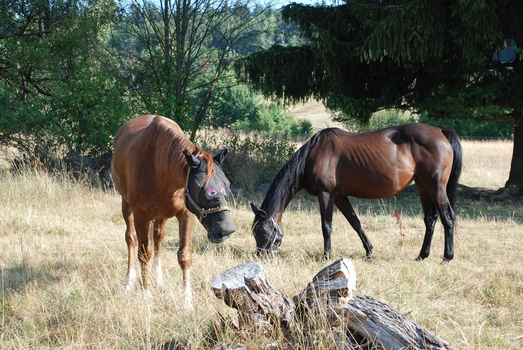 Penzion Staj Navary Διαμέρισμα Εξωτερικό φωτογραφία